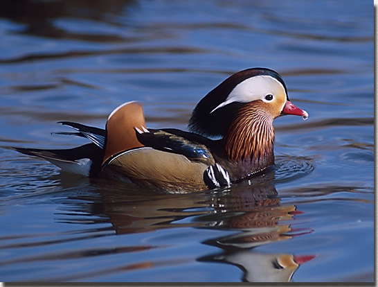 Mandarin Duck