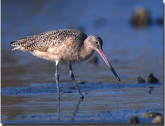 Marbled Godwit