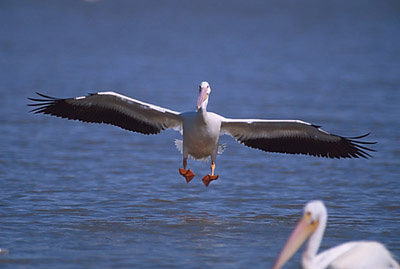 American White Pelican landing