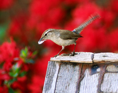 Bewick's Wren building nest