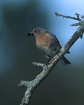 Female Eastern Bluebird with insect