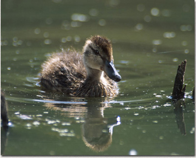 Mallard