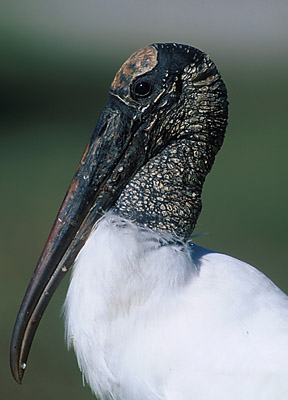 Wood Stork
