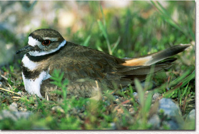 Nesting Killdeer
