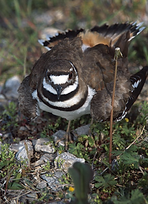 Male Killdeer defending nest