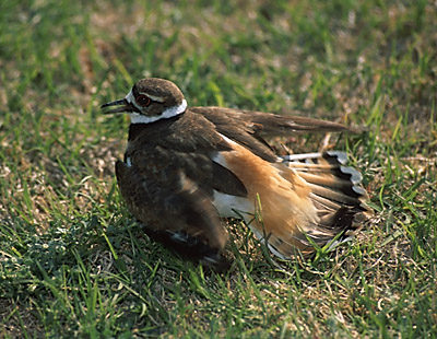 Killdeer - broken-wing display