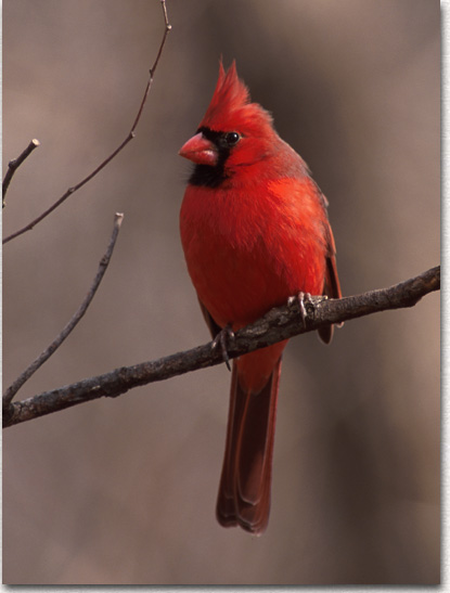 Northern Cardinal