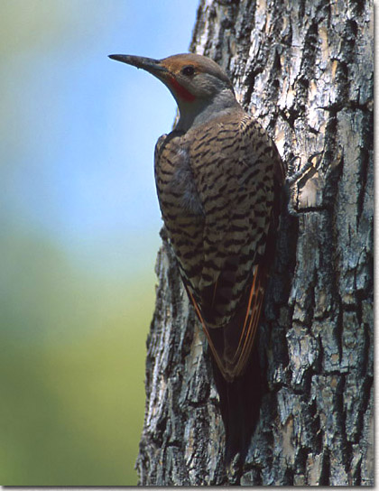 Northern Flicker