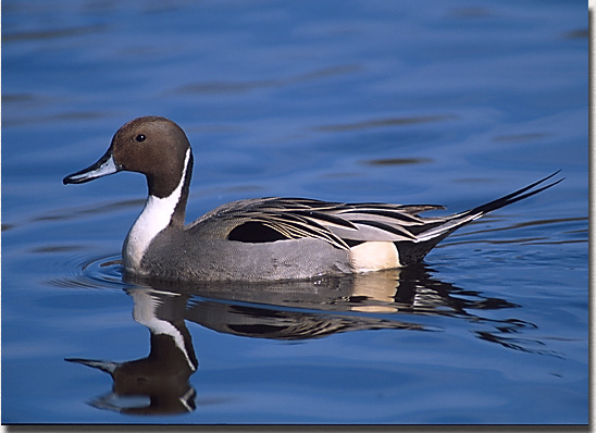 Northern Pintail