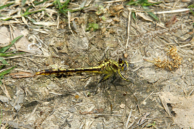 Oklahoma Clubtail Dragonfly