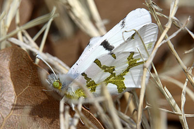 Olympia Marble ( Euchloe olympia)