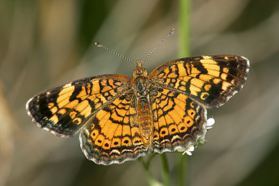 Pearl Crescent (Phyciodes tharos)