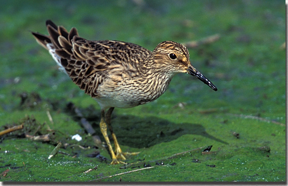 Pectoral Sandpiper