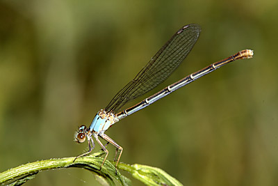 Powdered Dancer damselfly (female)