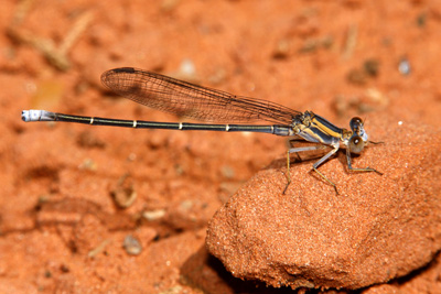 Powdered Dancer (immature male)