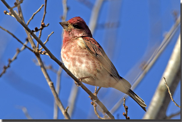 Purple Finch