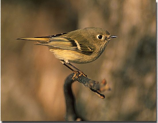 Ruby-crowned Kinglet