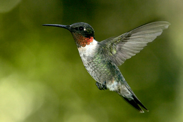 Ruby-throated Hummingbird male