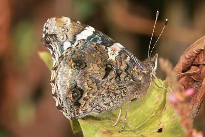 Red Admiral (Vanessa atalanta)