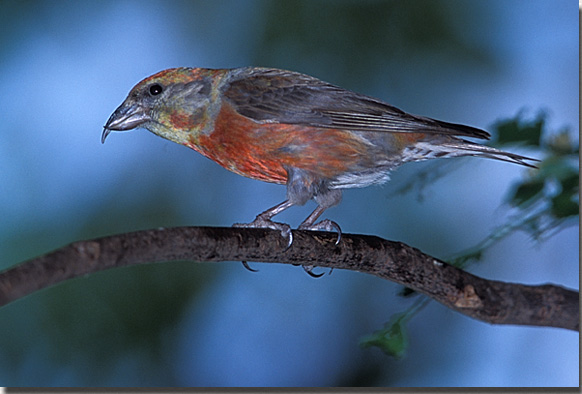 Red Crossbill