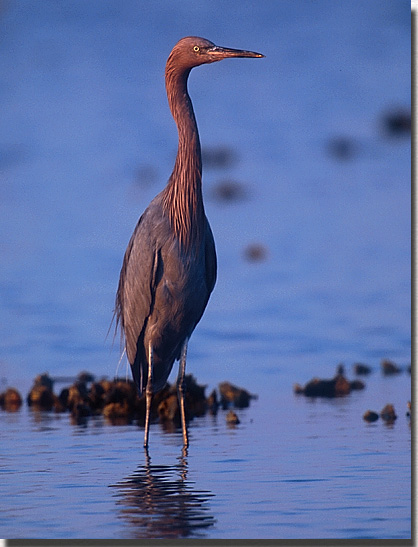 Reddish Egret