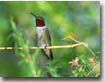 Ruby-throated Hummingbird