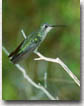 Female Ruby-throated Hummingbird