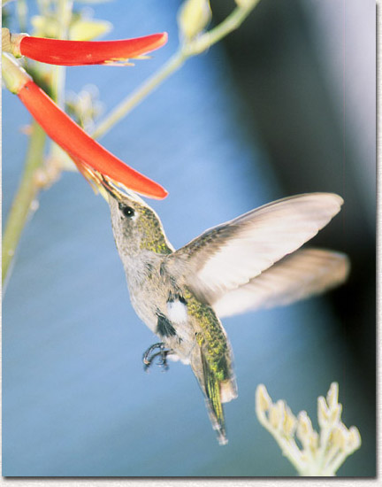 Ruby-throated Hummingbird Feeding