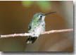 Ruby-throated Hummingbird fledgeling