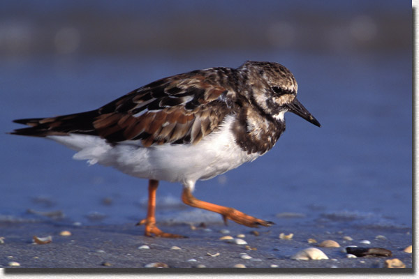 Ruddy Turnstone