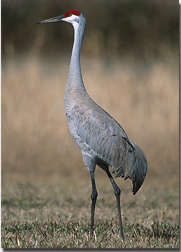 Sandhill Crane