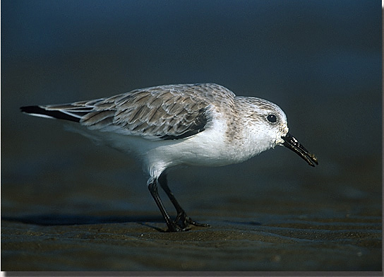 Sanderling