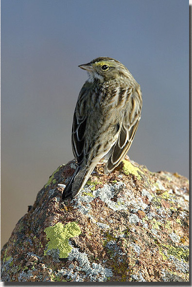 Savannah Sparrow