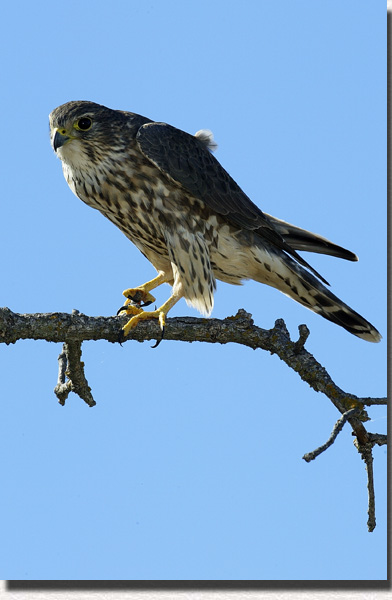 Merlin