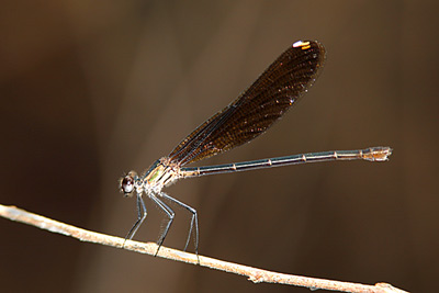 Smoky Rubyspot damselfly