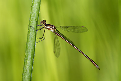 Southern Spreadwing damselfly (female)