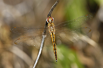 Wandering Glider dragonfly (male)
