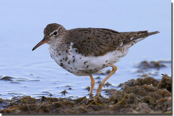 Spotted Sandpiper