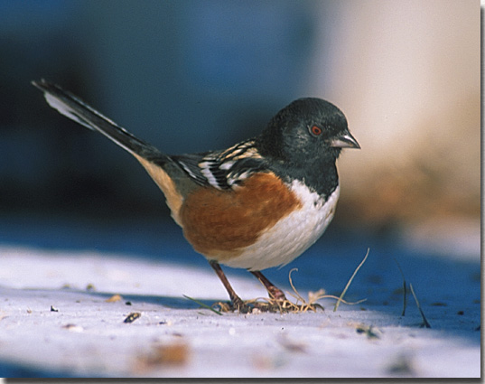 Spotted Towhee