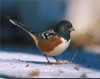 Spotted Towhee