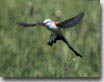 Male performing the sky dance