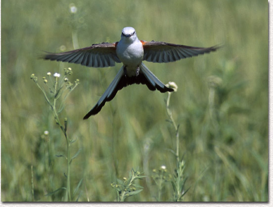 Return to Scissortail gallery