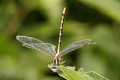 Sulphur-tipped Clubtail dragonfly (female)