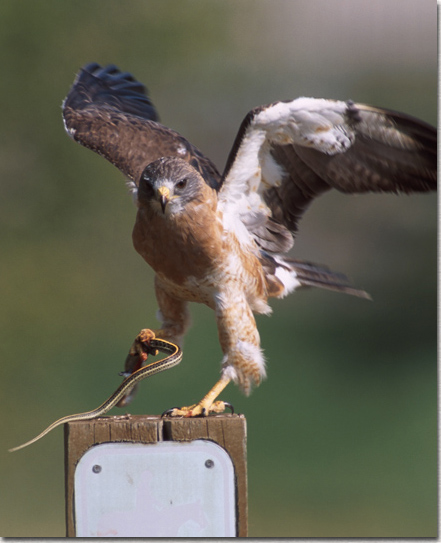 Swainson's Hawk