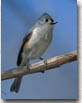 Tufted Titmouse