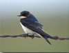 Tree Swallow