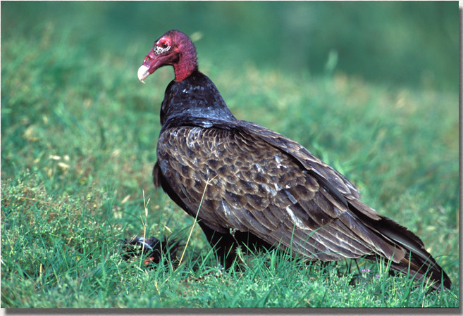 Turkey Vulture