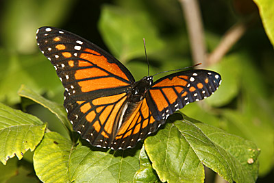 Viceroy butterfly