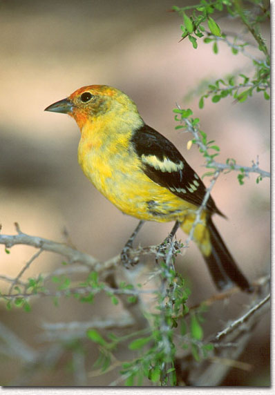 Western Tanager