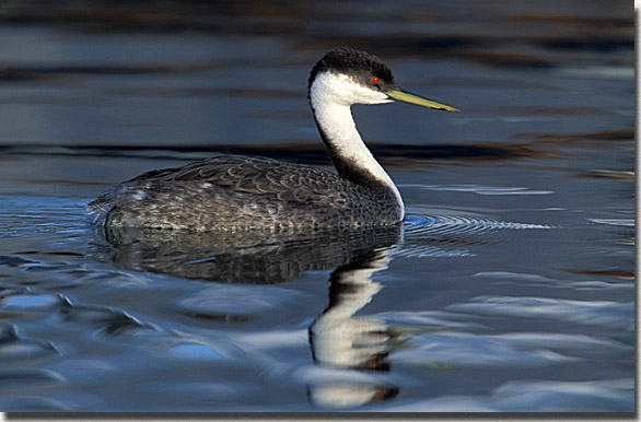 Western Grebe